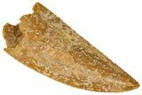 Serrated Raptor Tooth - Real Dinosaur Tooth #361018-1